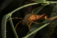Spathophora biclavata