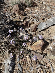 Phacelia crenulata