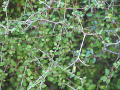 Coprosma virescens