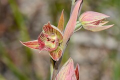Calochilus imberbis