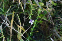 Lindernia grandiflora