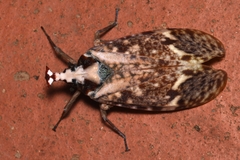 Phrictus moebiusi
