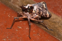 Phrictus moebiusi