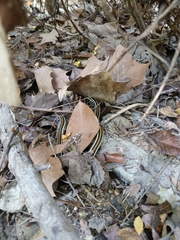 Thamnophis proximus proximus