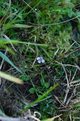 Lindernia grandiflora