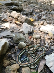 Thamnophis proximus proximus