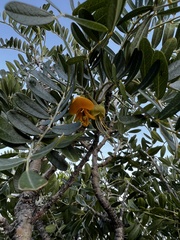 Sophora chrysophylla