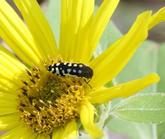 Acmaeodera solitaria