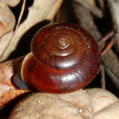 Glyptostoma gabrielense