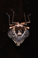 Phrictus moebiusi