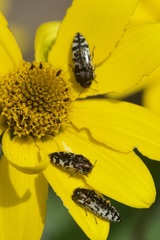 Acmaeodera