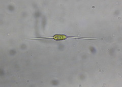 Centritractus belonophorus