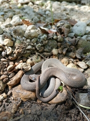 Nerodia erythrogaster