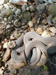Nerodia erythrogaster