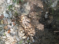 Nerodia erythrogaster