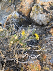 Ericameria cooperi