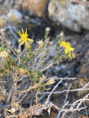 Ericameria cooperi