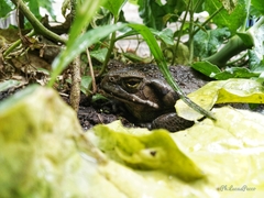 Rhinella arenarum