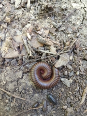 Narceus americanus