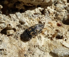 Acmaeodera
