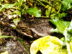 Rhinella arenarum