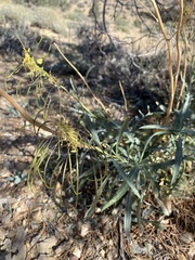 Stanleya pinnata