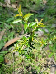 Leptospermum continentale