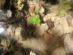 Nerodia erythrogaster