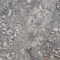 Dolichophis schmidti