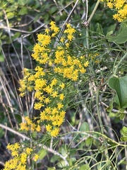 Gutierreziinae