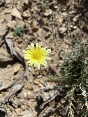 Anisocoma acaulis