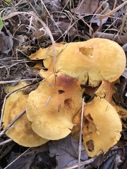 Gymnopilus junonius