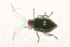 Diabroticina