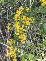 Gutierreziinae