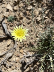 Anisocoma acaulis