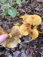 Gymnopilus junonius