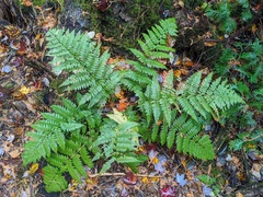Dryopteris × triploidea