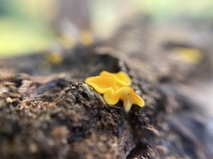 Calycina citrina