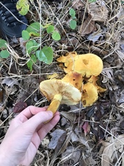 Gymnopilus junonius