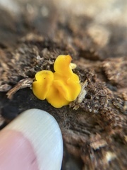 Calycina citrina