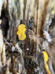 Calycina citrina