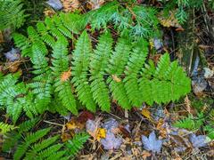 Dryopteris × triploidea