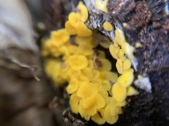 Calycina citrina