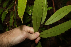 Ptisana oreades