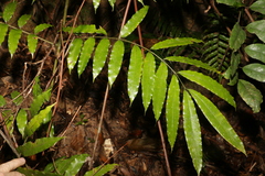 Ptisana oreades