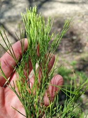 Exocarpos cupressiformis