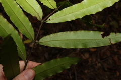 Ptisana oreades