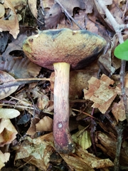 Boletus subluridellus