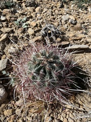 Sclerocactus polyancistrus