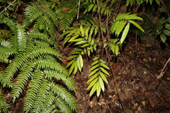 Ptisana oreades